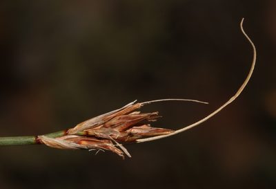 Schoenus megacarpus, photographed by Brian du Preez