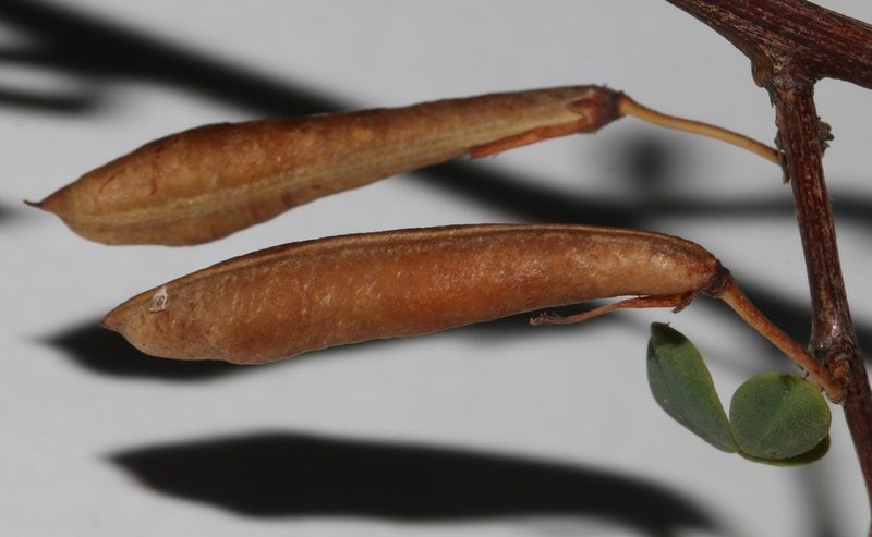 Indigofera cogmaniana, photographed by Brian du Preez