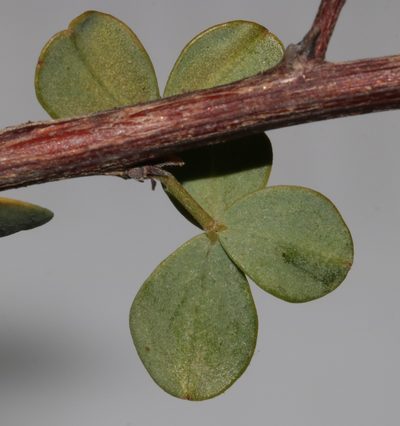 Indigofera cogmaniana, photographed by Brian du Preez