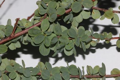 Indigofera cogmaniana, photographed by Brian du Preez
