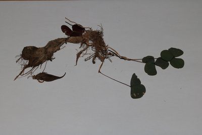 Oxalis orbicularis, photographed by Brian du Preez