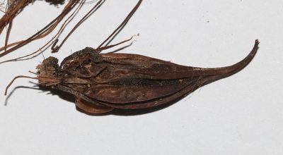 Oxalis orbicularis, photographed by Brian du Preez