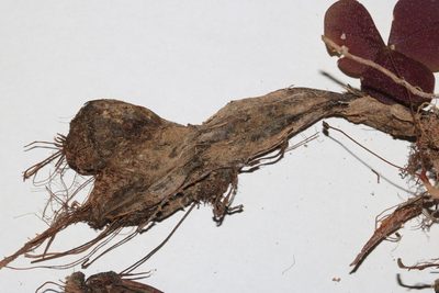 Oxalis orbicularis, photographed by Brian du Preez