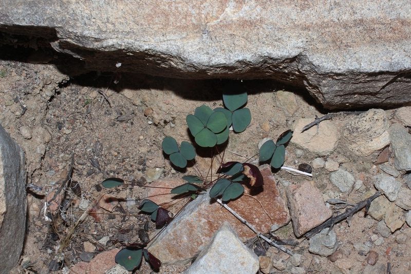 Oxalis orbicularis, photographed by Brian du Preez