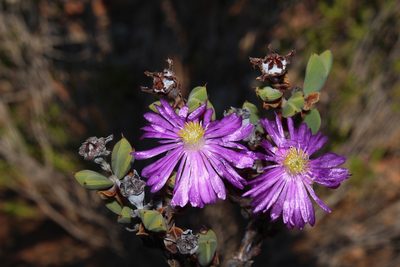 Braunsia apiculata, photographed by Brian du Preez