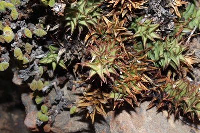 Astroloba spirella, photographed by Brian du Preez