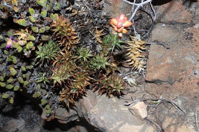 Astroloba spirella, photographed by Brian du Preez