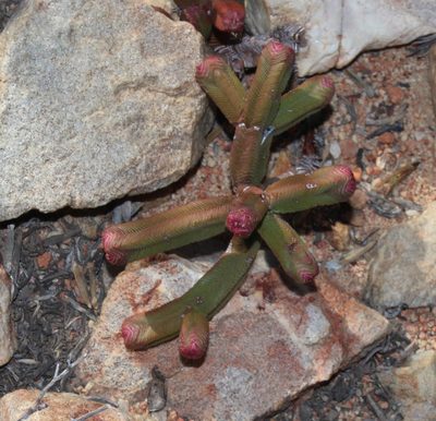 Crassula pyramidalis, photographed by Brian du Preez