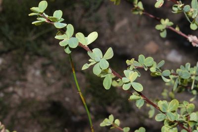 Indigofera cogmaniana, photographed by Brian du Preez