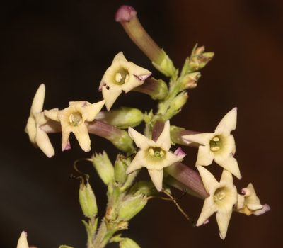 Freylinia densiflora, photographed by Brian du Preez