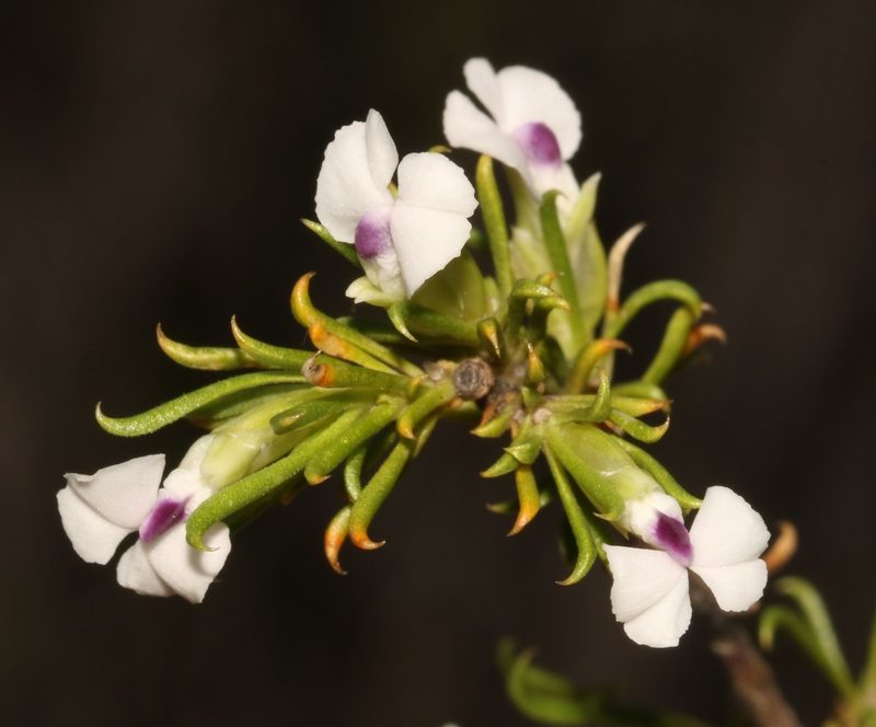 Muraltia macrocarpa, photographed by Brian du Preez