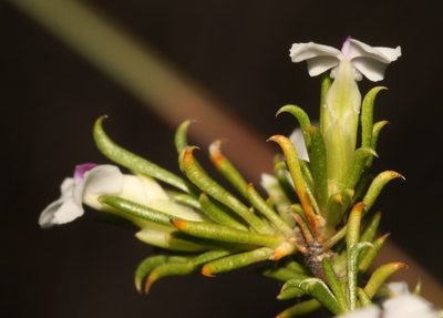 Muraltia macrocarpa, photographed by Brian du Preez