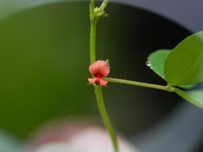 Indigofera trifoliata, photographed by S.MORE