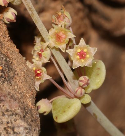 Crassula nemorosa, photographed by Brian du Preez