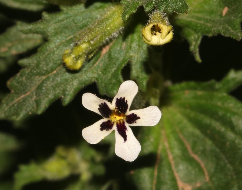 Lyperia antirrhinoides, photographed by Brian du Preez
