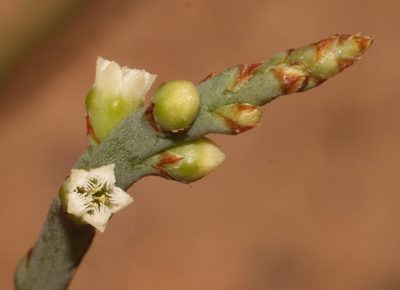 Thesium flexuosum, photographed by Brian du Preez
