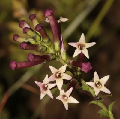 Freylinia densiflora, photographed by Brian du Preez