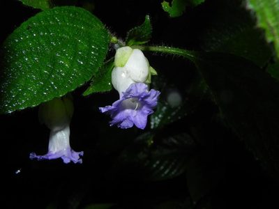 Strobilanthes heyneana, photographed by S.MORE