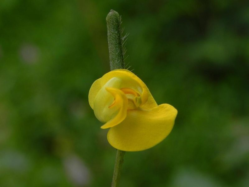 Vigna radiata, photographed by S.MORE