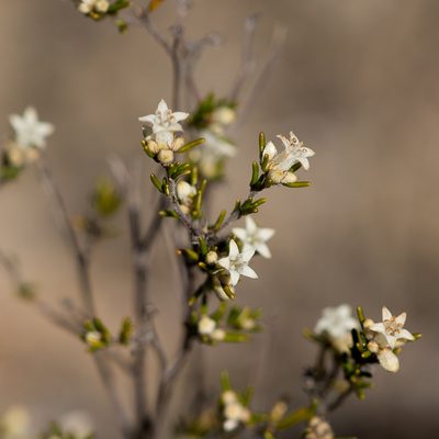 Cryptandra hispidula, photographed by Kym Nicolson