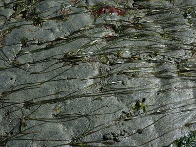 Zostera japonica, photographed by Randal