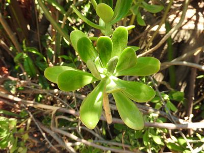 Sedum dendroideum, photographed by Oscar Alejandro Morales Juárez