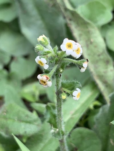 Hackelia suaveolens, photographed by Guy Taseski
