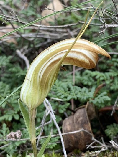 Pterostylis truncata, photographed by Guy Taseski