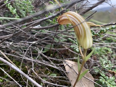 Pterostylis truncata, photographed by Guy Taseski