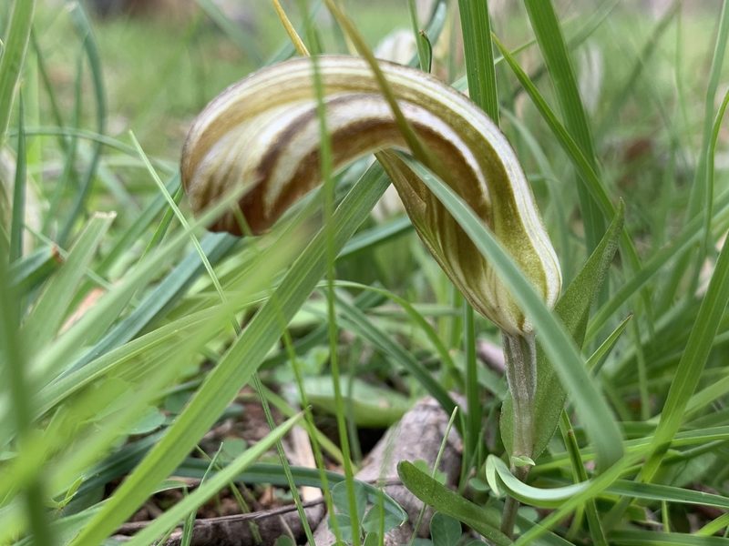 Pterostylis truncata, photographed by Guy Taseski