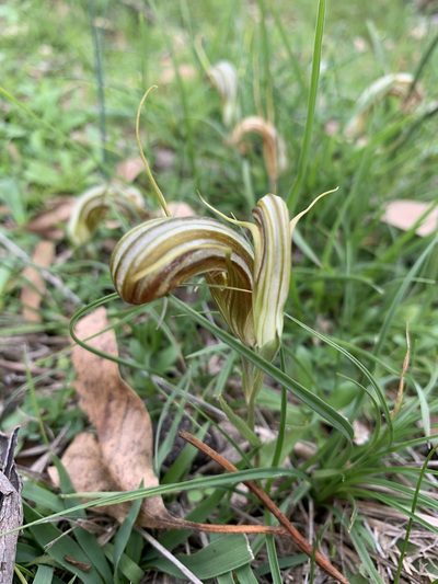 Pterostylis truncata, photographed by Guy Taseski