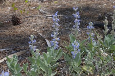 Lupinus pilosior, photographed by Kent P. McFarland