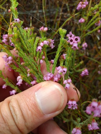 Erica chionophila, photographed by Seth Musker