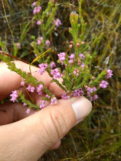 Erica chionophila, photographed by Seth Musker