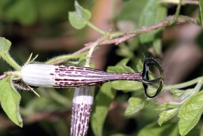 Ceropegia meyeri, photographed by Dr. Alexey Yakovlev