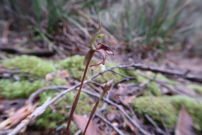Chiloglottis reflexa, photographed by Cowirrie