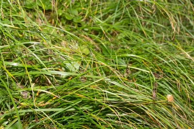 Carex frigida, photographed by Drepanostoma