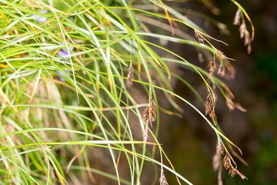 Carex frigida, photographed by Drepanostoma