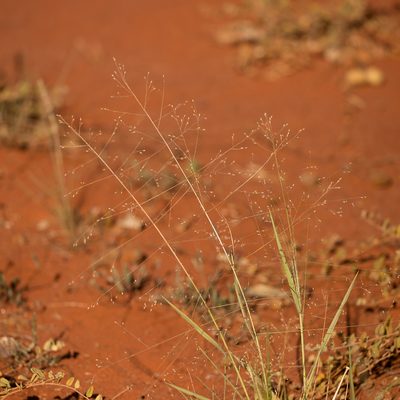 Panicum effusum, photographed by Kym Nicolson