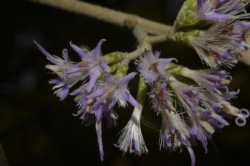 Strobocalyx arborea, photographed by Siddarth Machado