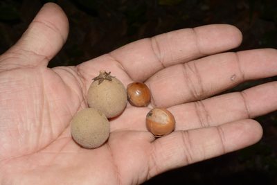 Palaquium ravii, photographed by Siddarth Machado
