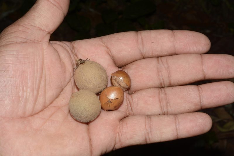 Palaquium ravii, photographed by Siddarth Machado