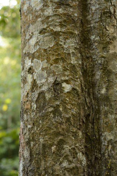 Palaquium ravii, photographed by Siddarth Machado