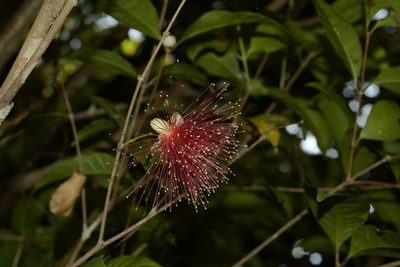 Syzygium laetum, photographed by Siddarth Machado