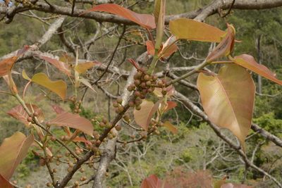 Ficus arnottiana, photographed by Siddarth Machado