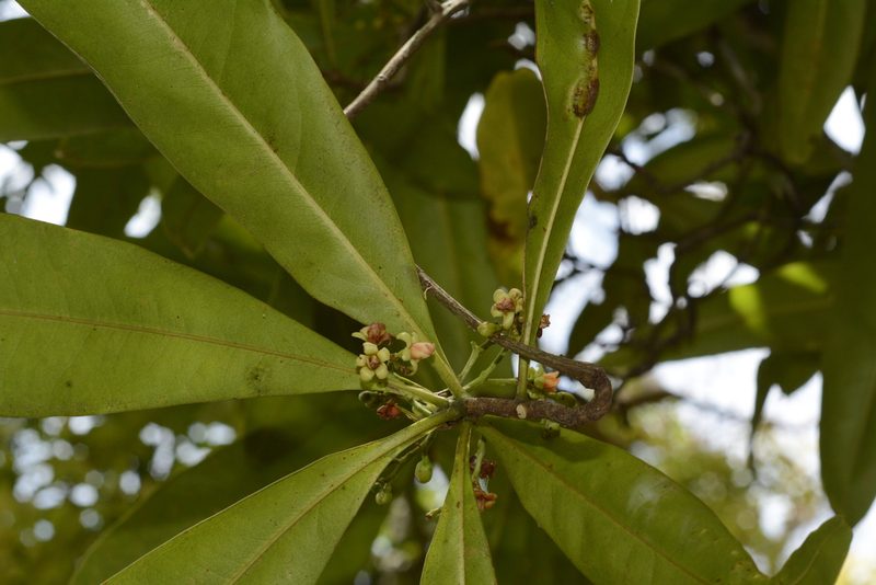 Ancistrocladus heyneanus, photographed by Siddarth Machado