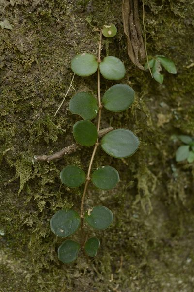 Medinilla beddomei, photographed by Siddarth Machado