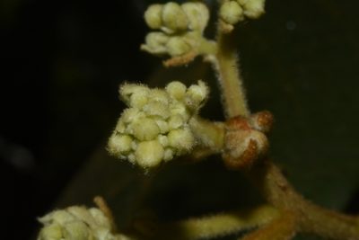 Cryptocarya anamalayana, photographed by Siddarth Machado