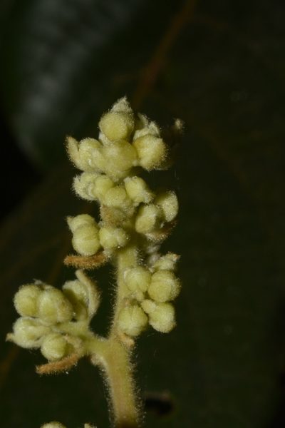 Cryptocarya anamalayana, photographed by Siddarth Machado