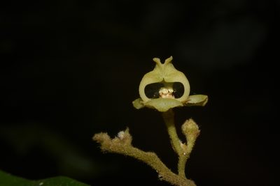 Orophea erythrocarpa, photographed by Siddarth Machado